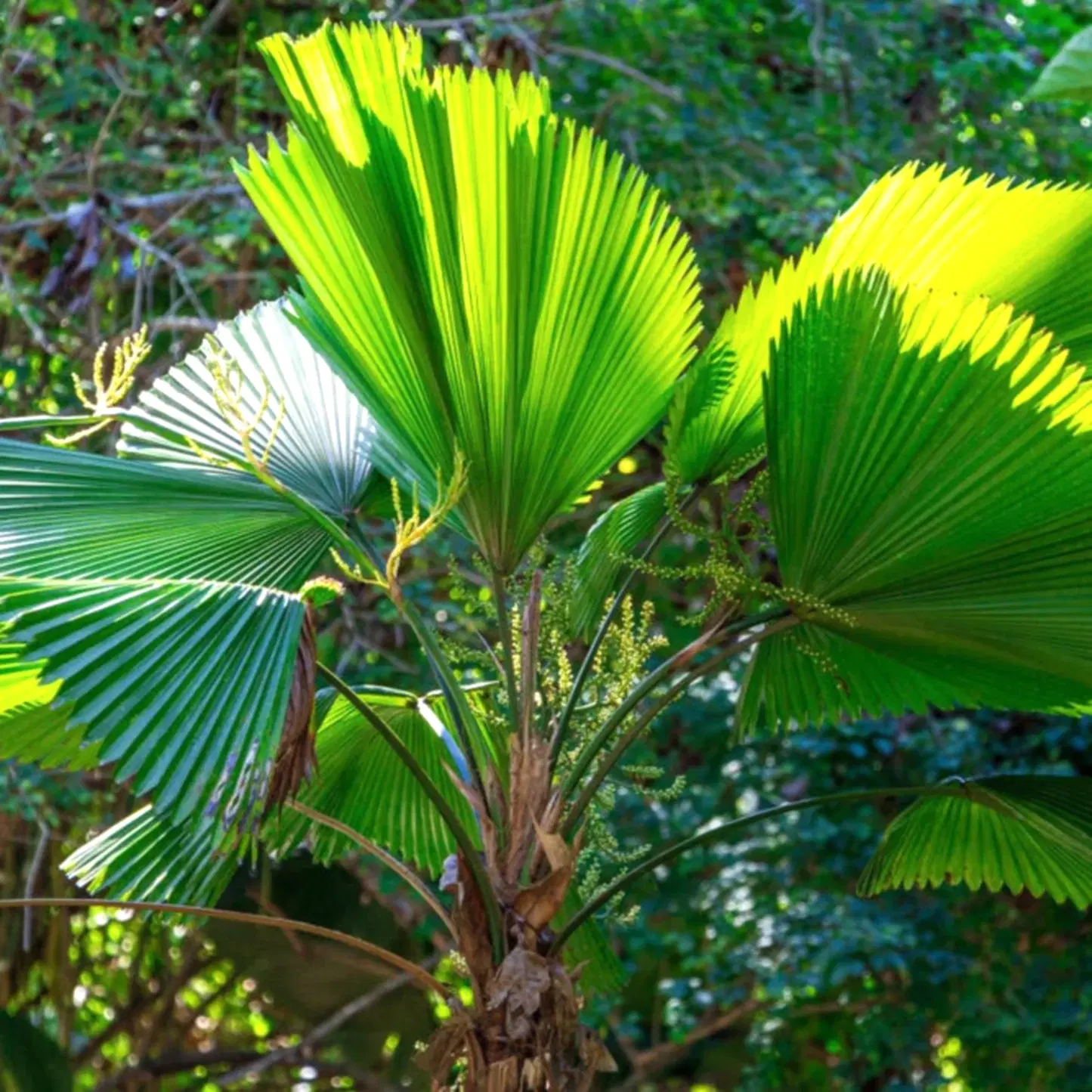 Ruffled Fan Palm