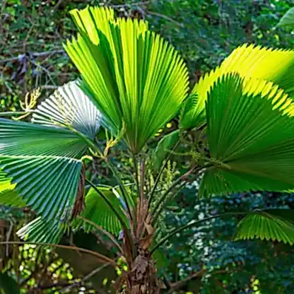 Ruffled Fan Palm