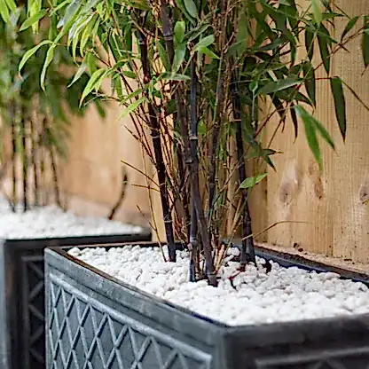 Black Bamboo