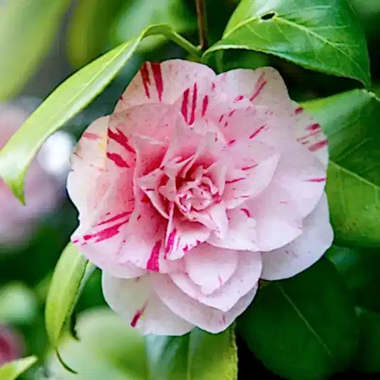 LA Peppermint Camellia