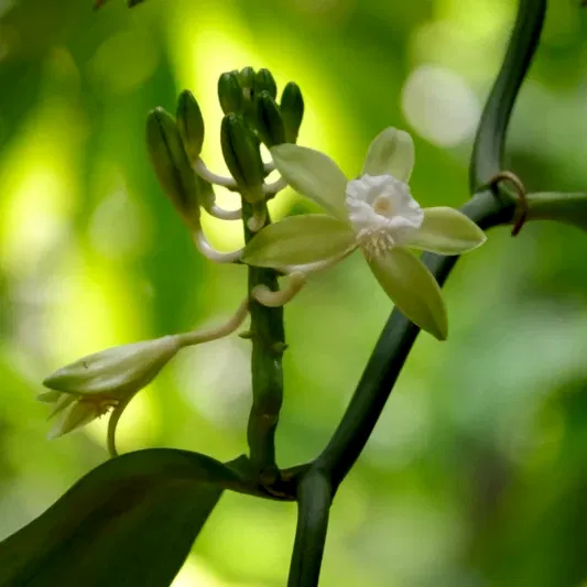 Vanilla Bean Plant