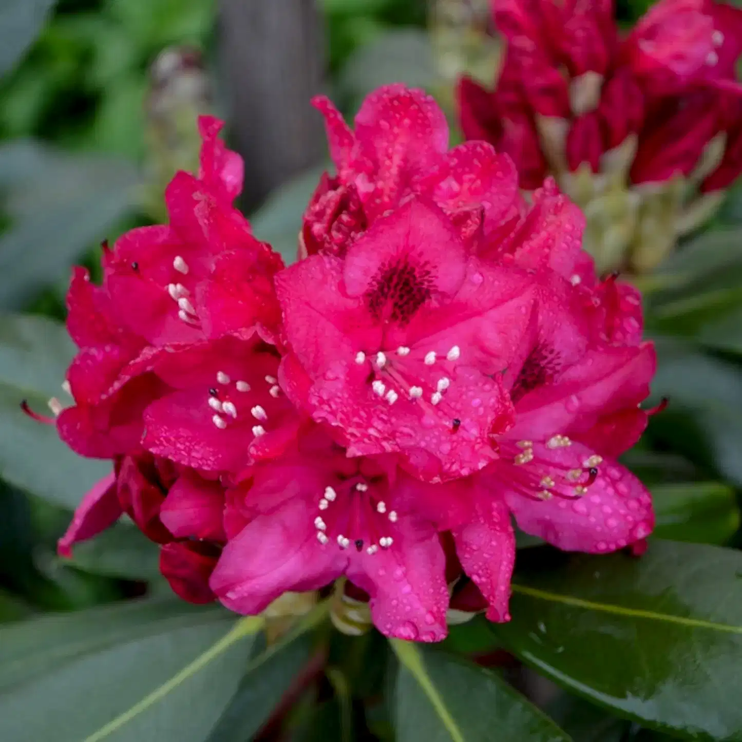 Nova Zembla Rhododendron