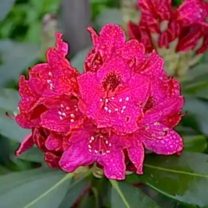 Nova Zembla Rhododendron