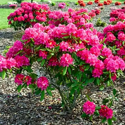 Nova Zembla Rhododendron