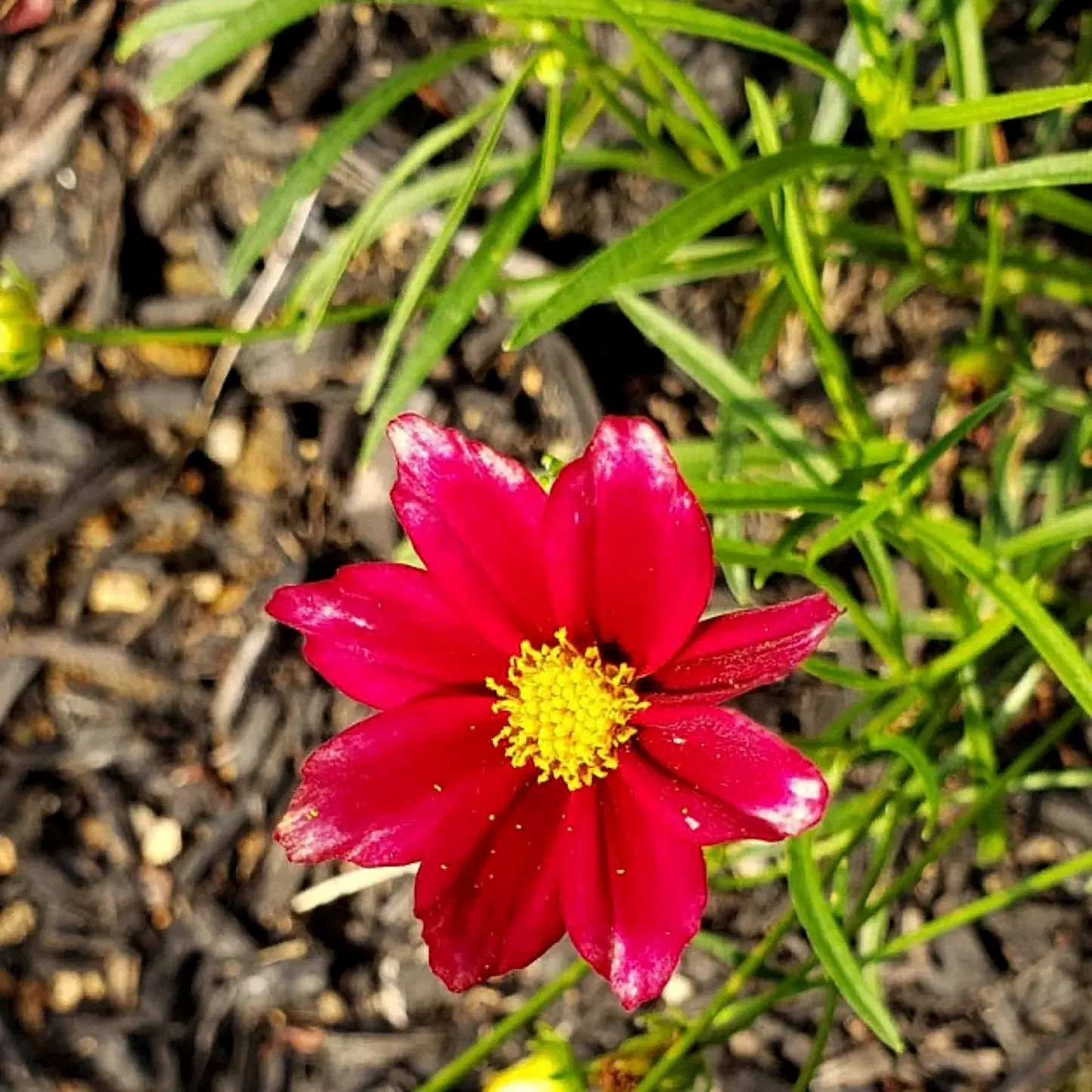 Li'l Bang™ Red Elf Coreopsis
