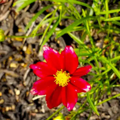 Li'l Bang™ Red Elf Coreopsis