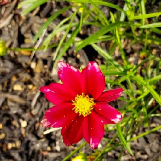 Li'l Bang™ Red Elf Coreopsis