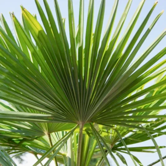 Dwarf Palmetto Tree