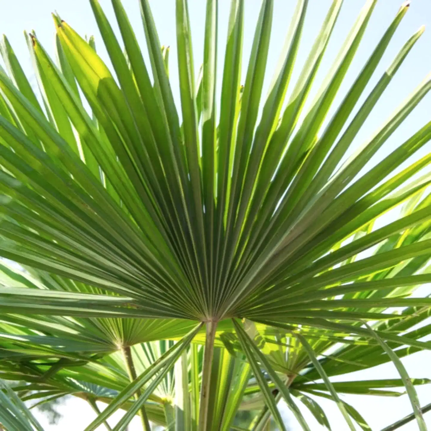 Dwarf Palmetto Tree
