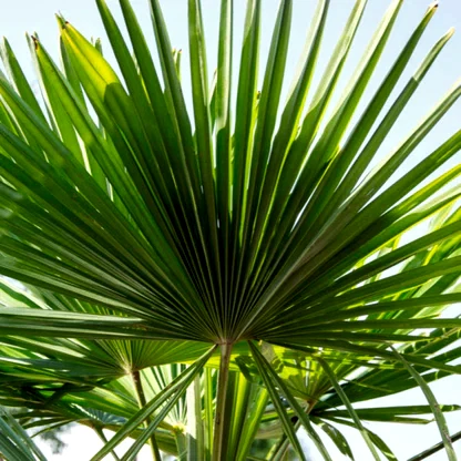 Dwarf Palmetto Tree