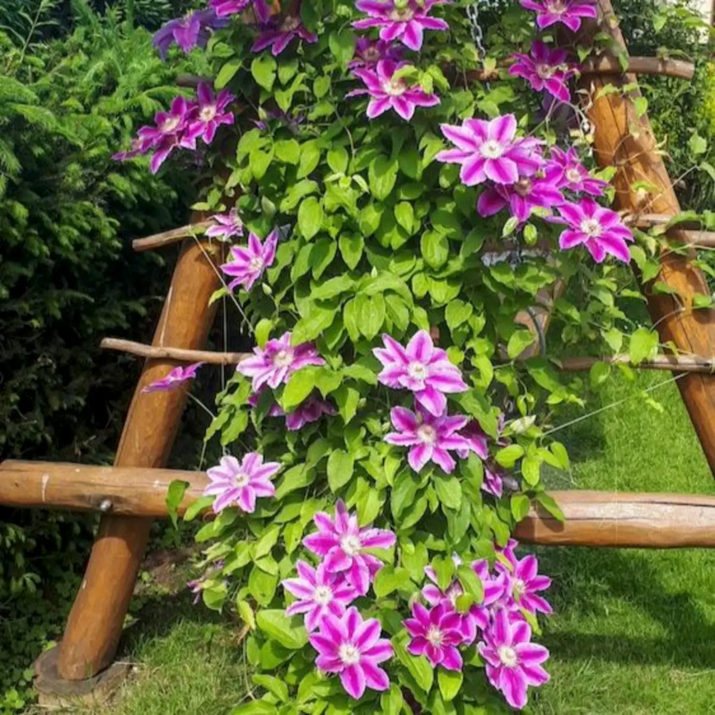 Dr. Ruppel Clematis