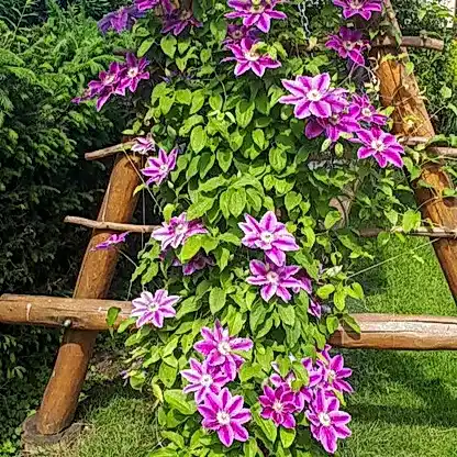 Dr. Ruppel Clematis