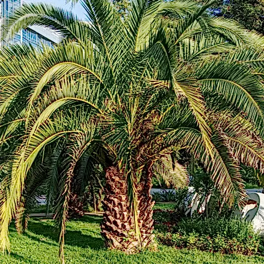 Pindo Palm