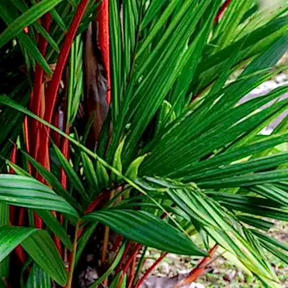 Lipstick Palm