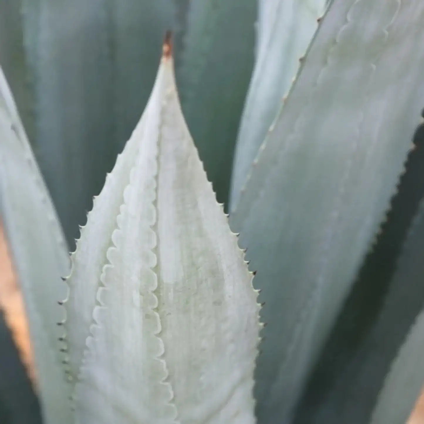 Agave Americana