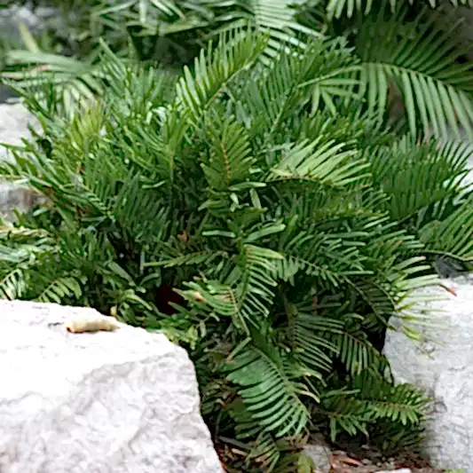 Coontie Palm