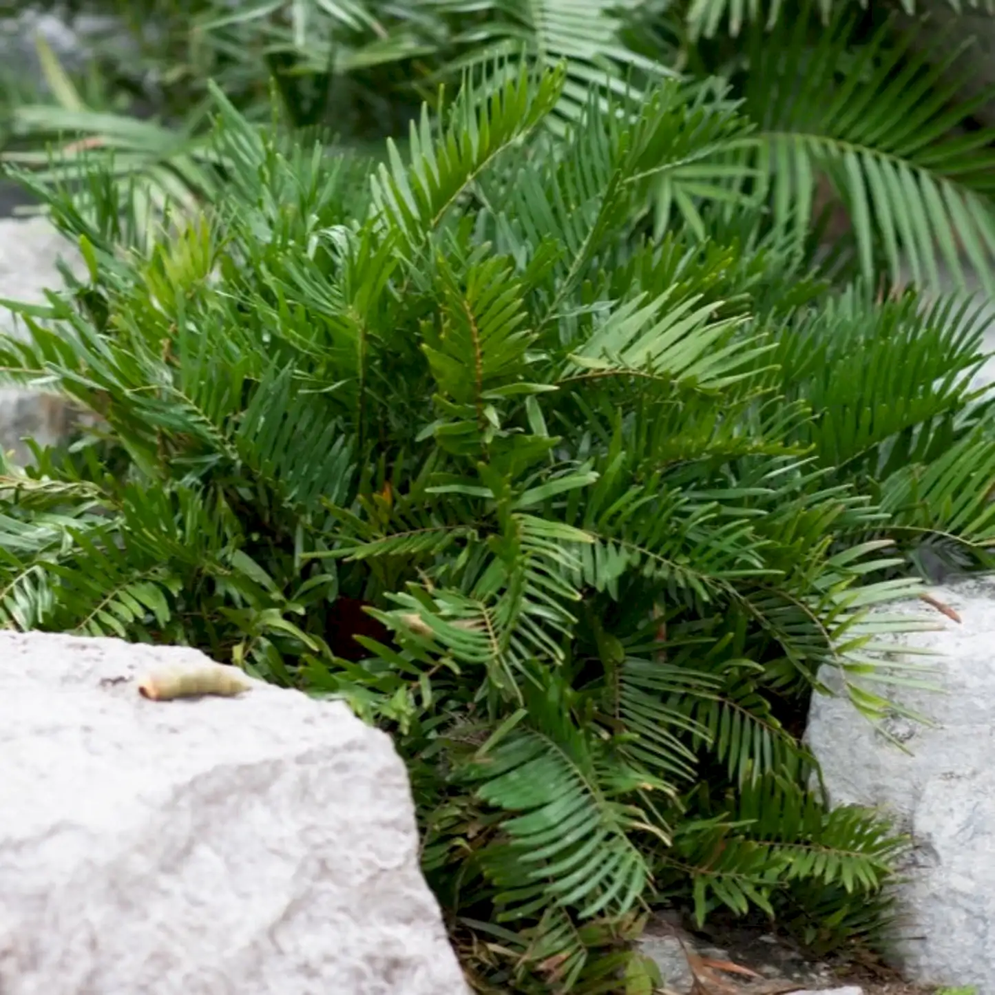 Coontie Palm