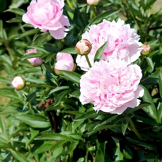 Sarah Bernhardt Peony