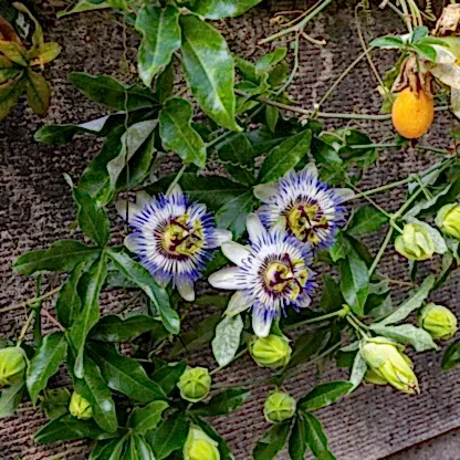 Passion Fruit