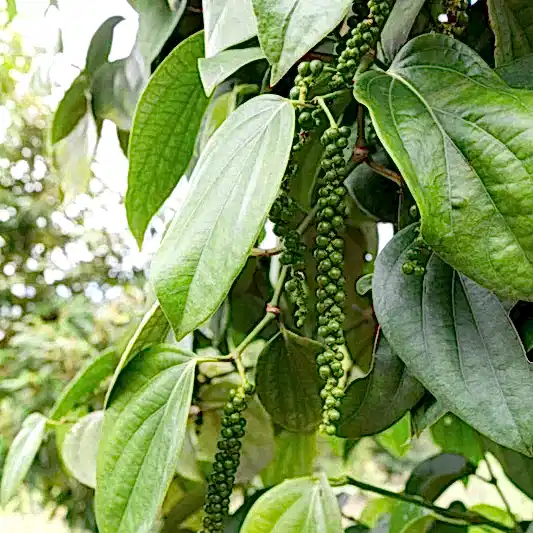 Black Pepper Plant