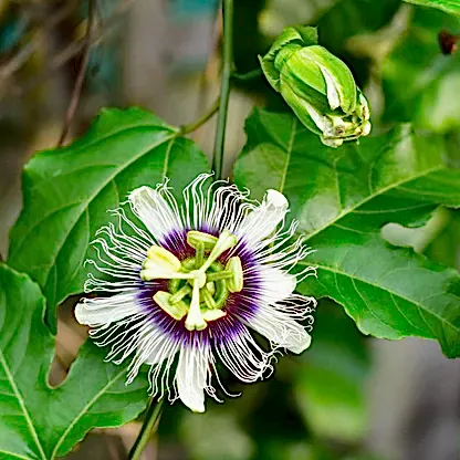 Passion Fruit