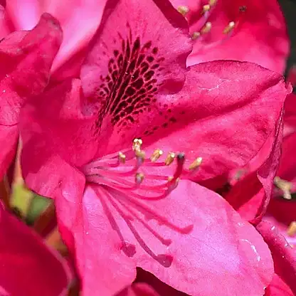 Nova Zembla Rhododendron