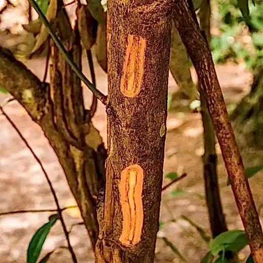 Cinnamon Tree