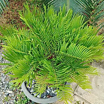 Coontie Palm
