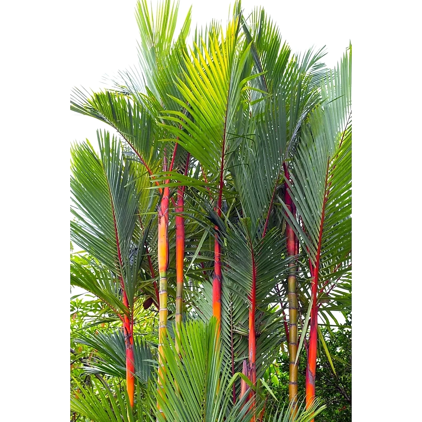 Lipstick Palm