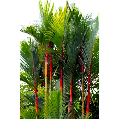 Lipstick Palm