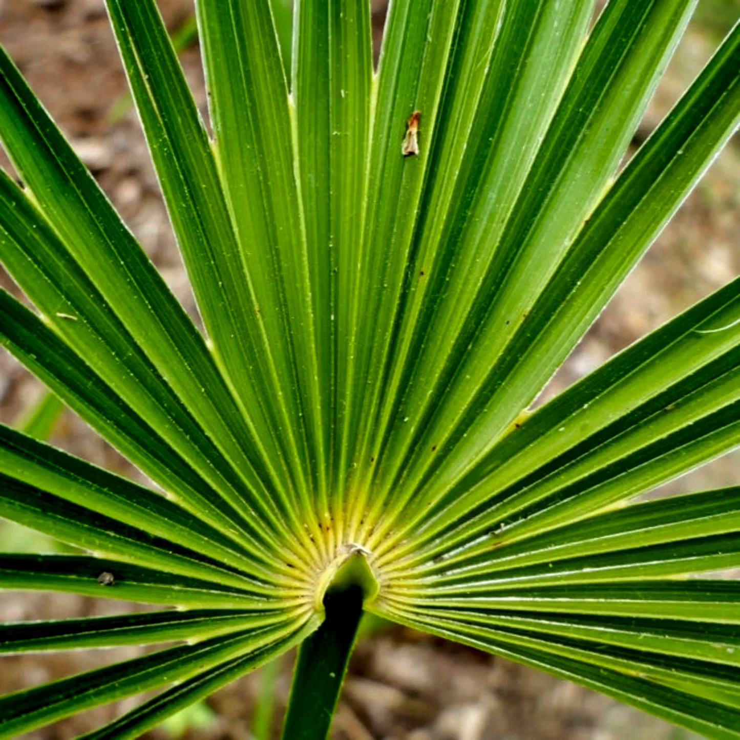 Needle Palm Tree