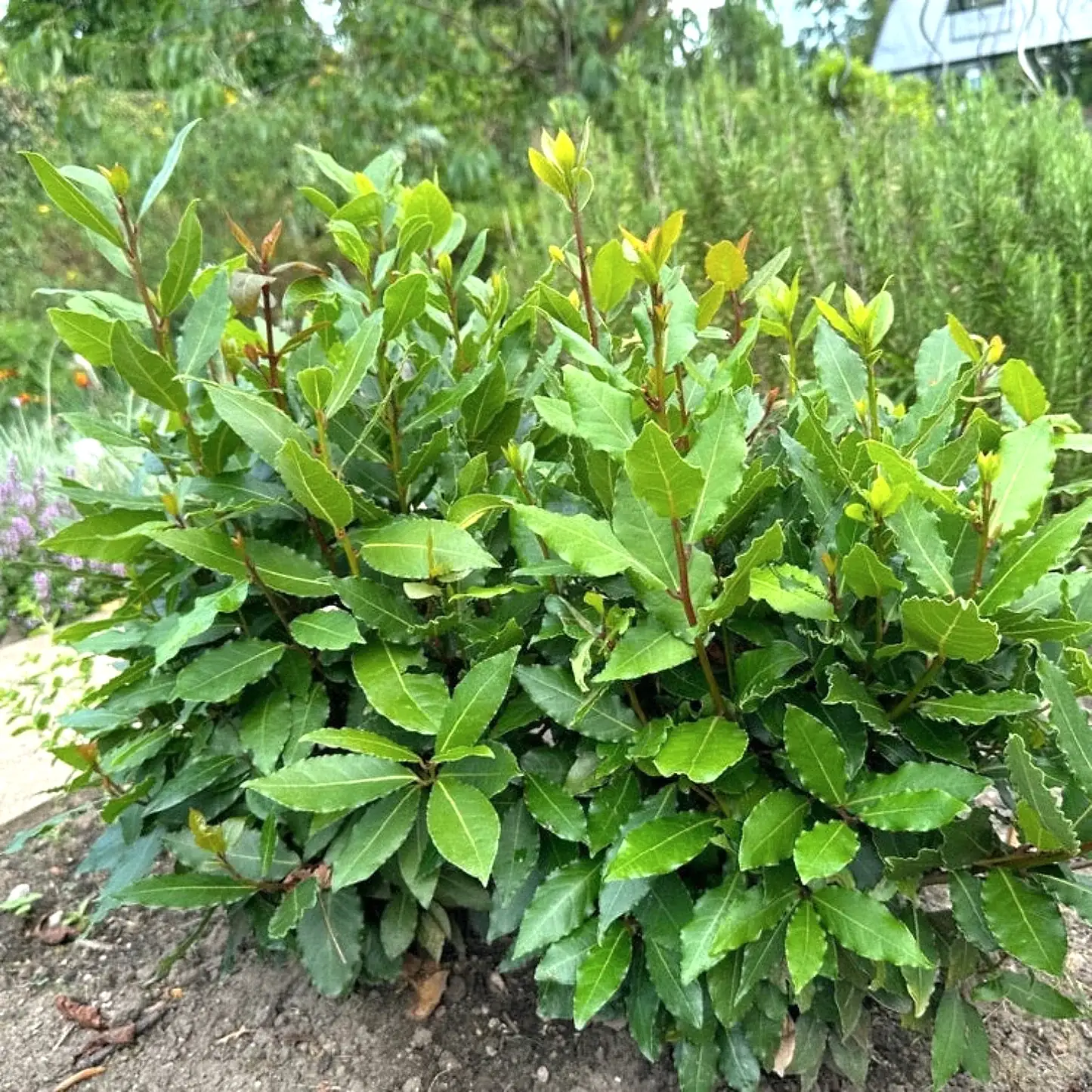 Bay Laurel