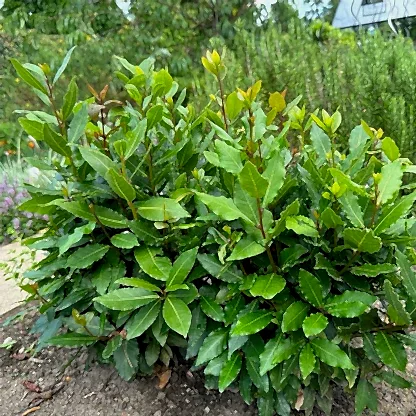 Bay Laurel