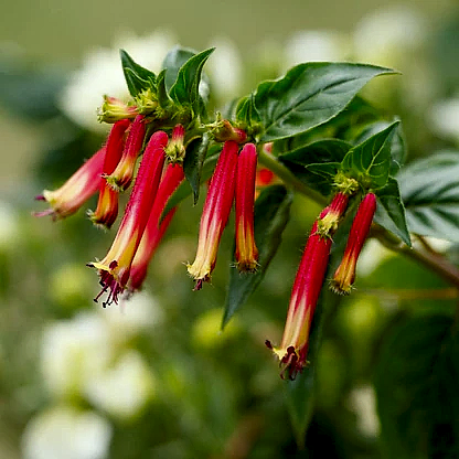 Vermillionaire® Large Firecracker Plant
