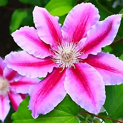 Dr. Ruppel Clematis