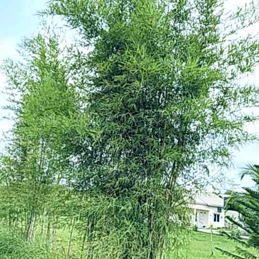 Maculata Bamboo