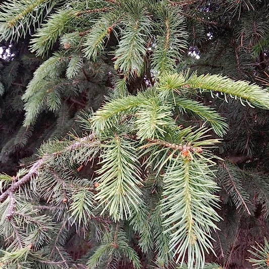 Bush's Lace Spruce Tree