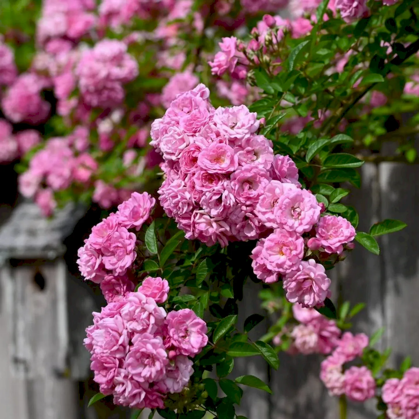 Peggy Martin Climbing Rose