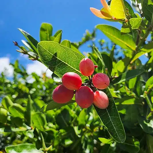 Miracle Fruit