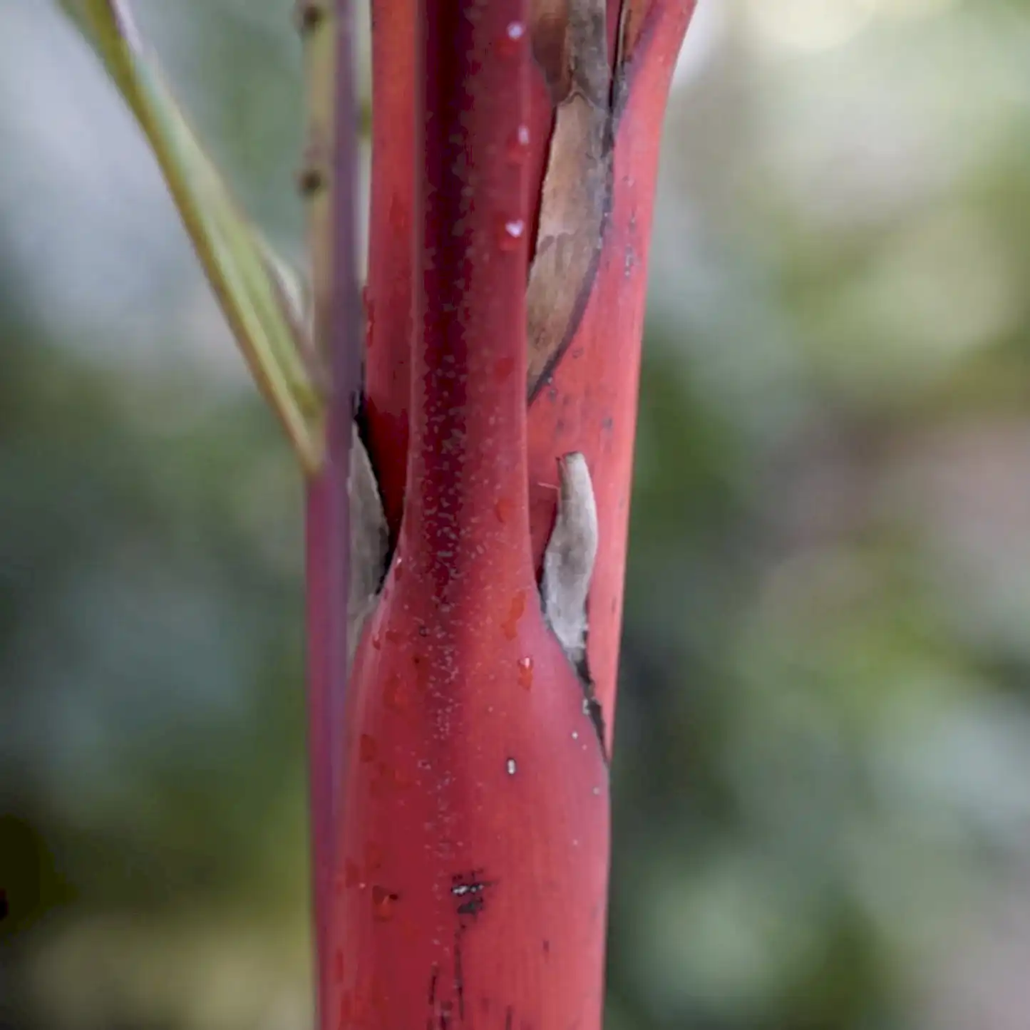 Lipstick Palm
