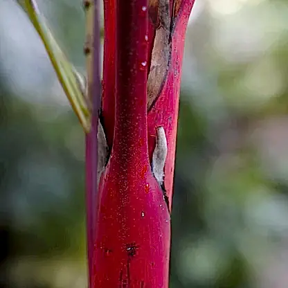 Lipstick Palm