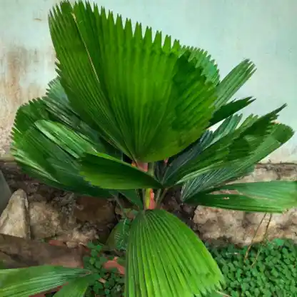 Ruffled Fan Palm