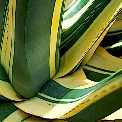 Agave Americana Mediopicta Alba