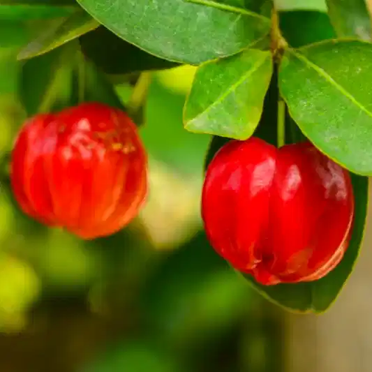 Barbados ‘Acerola’ Cherry Tree