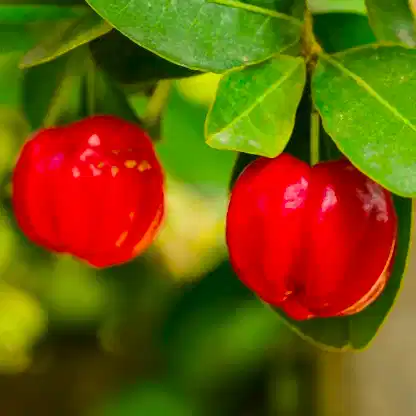 Barbados ‘Acerola’ Cherry Tree