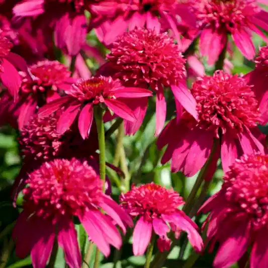 Double Scoop™ Watermelon Deluxe Coneflower