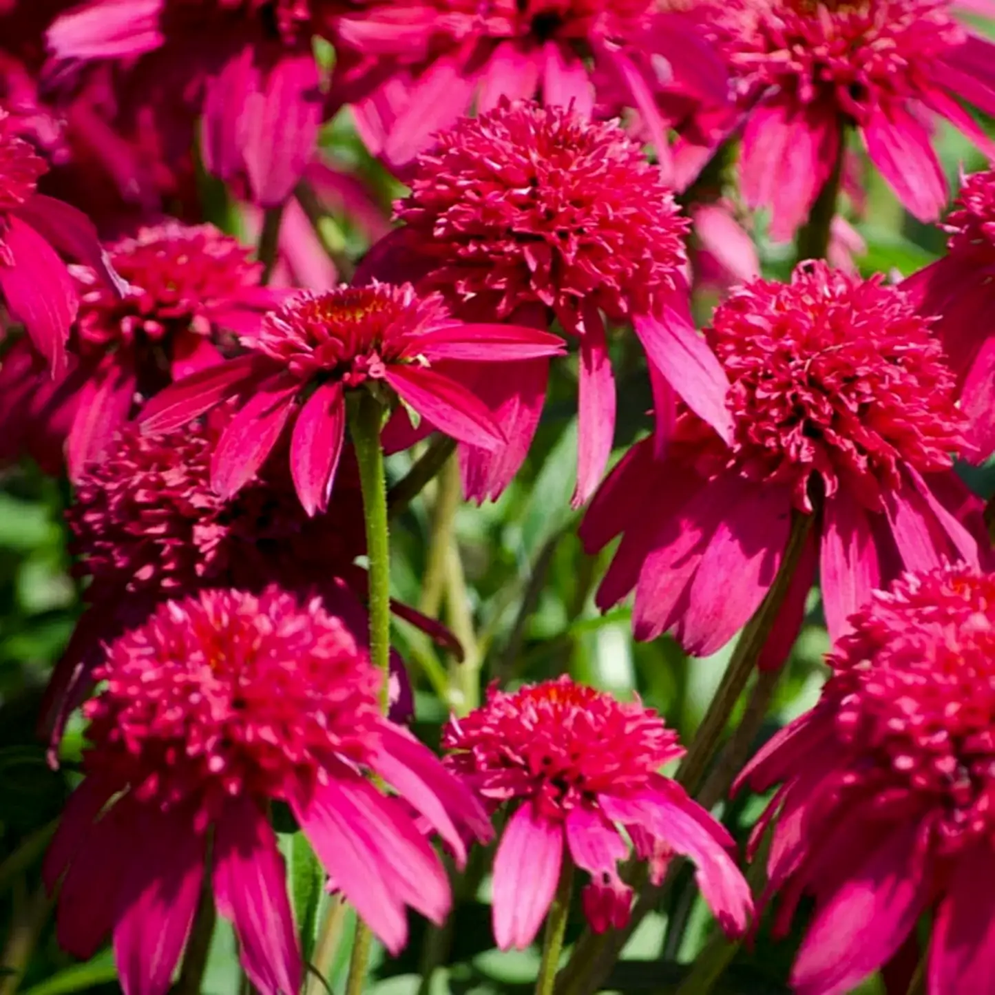 Double Scoop™ Watermelon Deluxe Coneflower