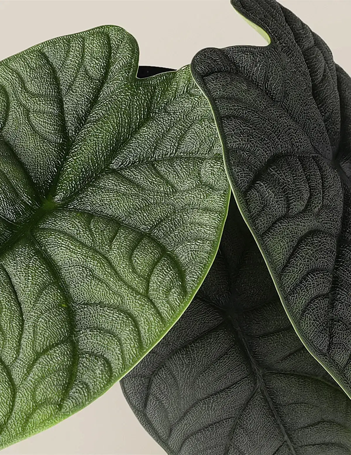 Alocasia Melo