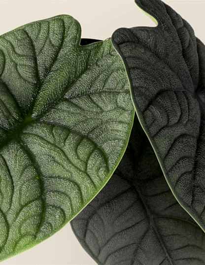Alocasia Melo
