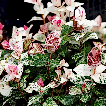 Snow-N-Summer™ Asiatic Jasmine